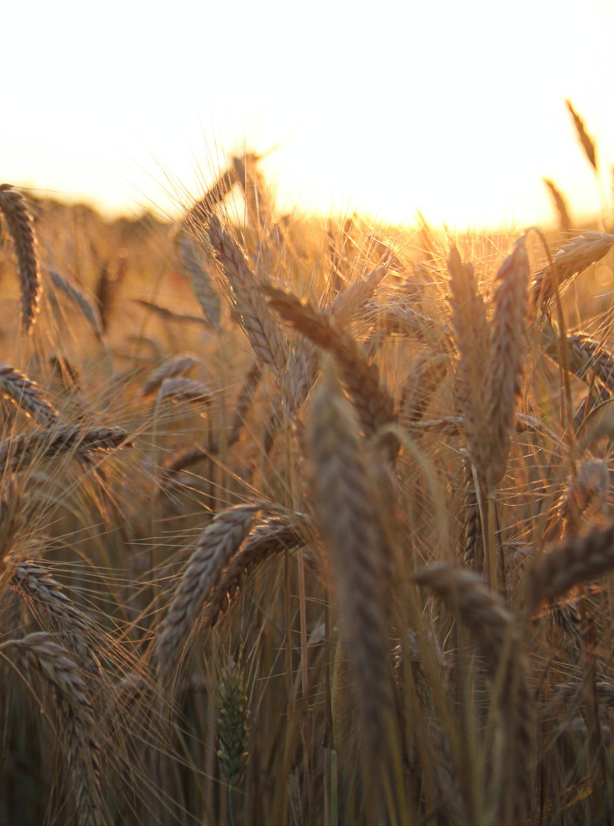 Photo par Bas van den Eijkhof brown wheat field during daytime